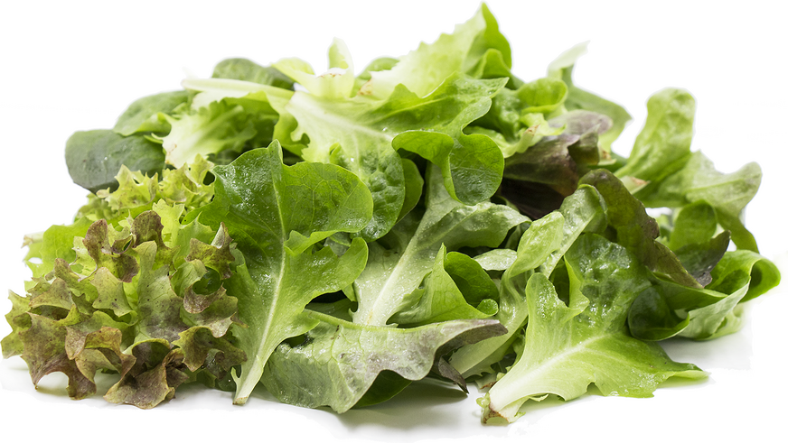 Spring Mix Lettuce